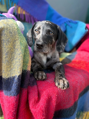 Welpe *RUDI* Der kleine Hundemann ist lieb, fröhlich, verspielt und sozial zu seinen Artgenossen