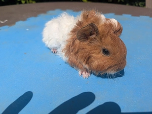 Us Teddy Mix Bock Meerschweinchen 