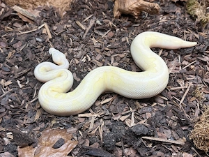 Königspython - Weibchen - Super Pastel Lesser Fire Stranger Clown 