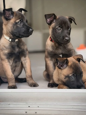 Gesunde belgische Schäferhundwelpen zu verkaufen