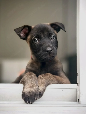 Gesunde belgische Schäferhundwelpen zu verkaufen