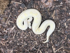 Königspython - Männchen - Super Pastel Lesser Stranger Clown 