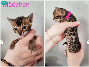 Bengalkätzchen suchen ein liebevolles Zuhause . 