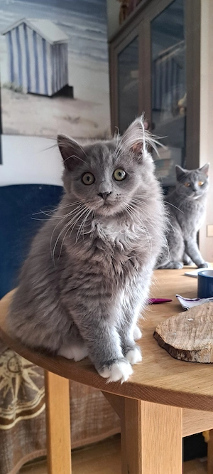 BLH Kitten 