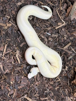 Königspython - Weibchen - Super Pastel Lesser Fire Stranger Clown 
