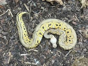 Königspython - Weibchen - Pastel Stranger Clown 