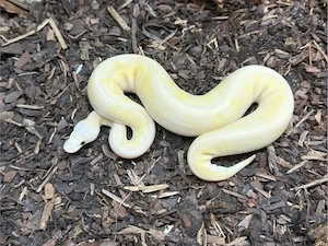 Königspython - Männchen - Super Pastel Lesser Fire Stranger Clown 