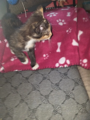 Kitten,Glückskatzen