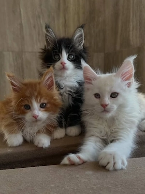 Typische Maine-Coon-Kätzchen suchen ein neues Zuhause