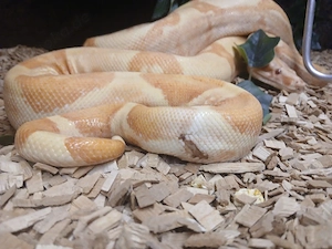 Boa Constrictor Imperator Sunglow