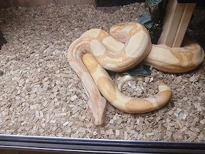 Boa C. Imperator Albino