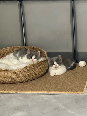 Wunderschöne Kätzchen Bkh Babykatze