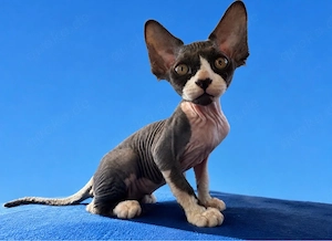 Velour-Sphynx Mix Kitten "Little Kasumi"