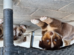 Australian shepherd 