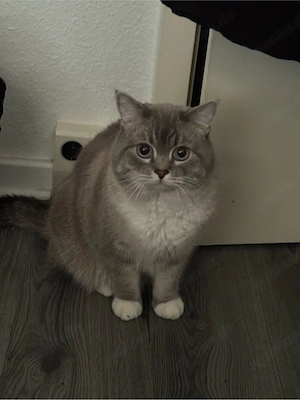 kater abzugeben 