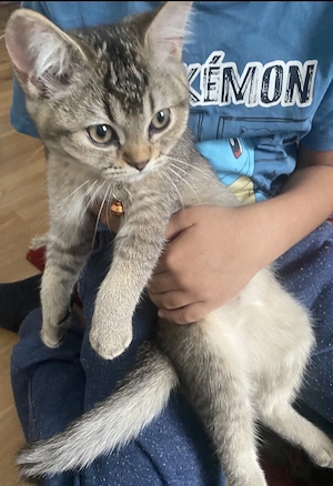 Bkh Katze 12 Wochen alt weiblich 