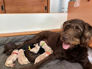 Zauberhafte Labradoodle Welpen F1b 2 Rüden und 1 Hündin suchen noch ein liebevolles zuhause 