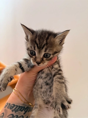 Babykatzen