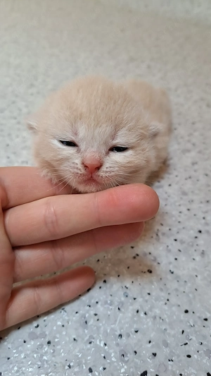 Bkh britisch kitten katzenbaby mit Stammbaum creme Kater