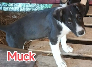 Muck braucht Menschen die ihm ein richtiges Zuhause geben Bild 7
