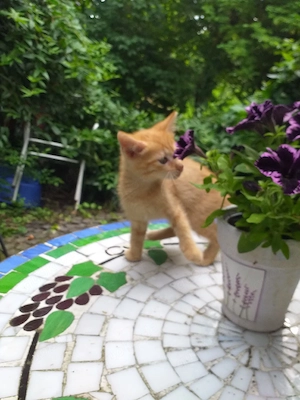 junger Kater