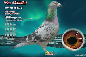 Brieftauben aus Leistungslinien Bild 6