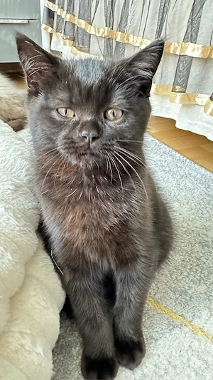 BKH , BLH Kitten ab sofort