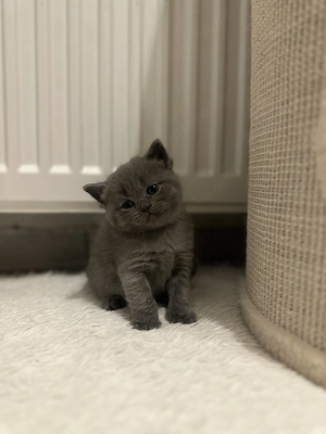 Zuckersüße BKH-Kitten 