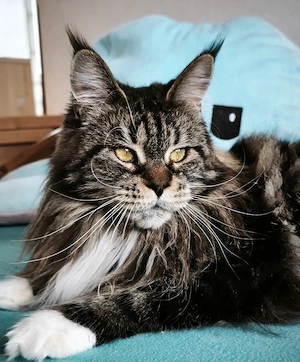Maine Coon Dame sucht Königreich 