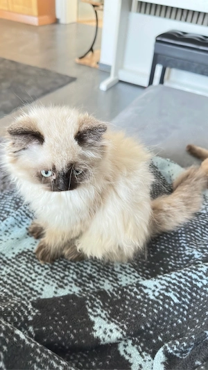 BKH,BLH Kitten ab sofort abzugeben( Preis auf Anfrage )