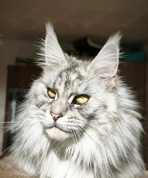 Traumzuhause für Traumkatze gesucht 