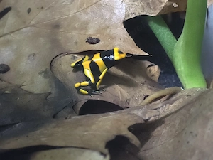 Dendrobates leucomelas Britisch Guyana 