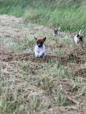 Drei weibliche, kurzbeinige Jack Russell Welpen (Tricolor) suchen ein Zuhause!