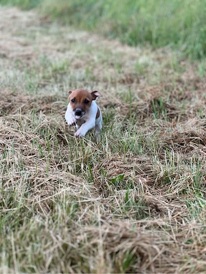 weiblicher, kurzbeinige Jack Russell Welpen (Tricolor) suchen ein Zuhause!