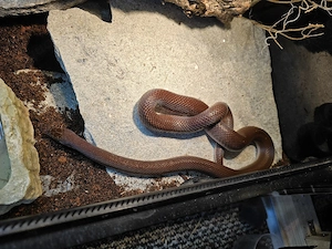 Afrikanische Hausschlange Boaedon maculatus  Bild 3