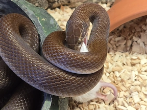 Afrikanische Hausschlange Boaedon maculatus  Bild 2