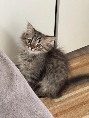 baby katze 
