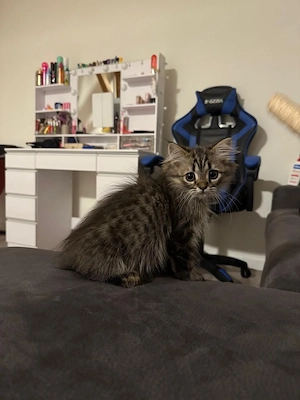 baby katze 