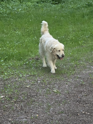 Golden Retriever Deckrüde mit Ahnentafel 