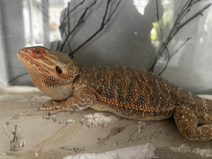 Bartagame an liebevolle Hände abzugeben 