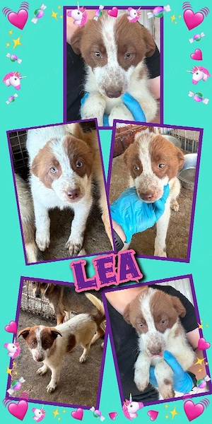 wunderschönes Welpenmädchen "Lea" sucht ein liebevolles Zuhause