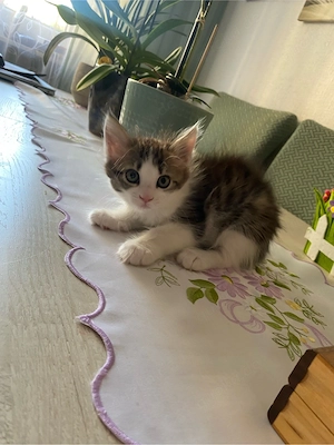 babykater Kitten Ragdoll mix Kätzchen