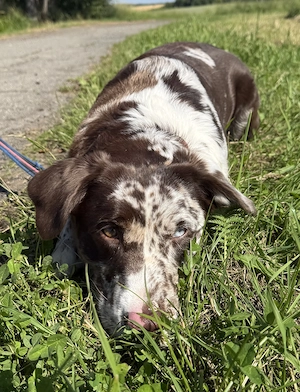 Aussiedor (Australian Shepherd Labrador Retriever) Hündin 2 Jahre in liebevolle Hände abzugeben
