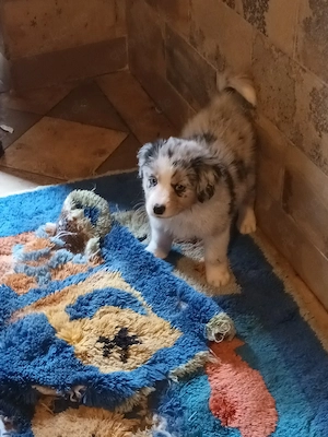 Australian Shepherd welpen 