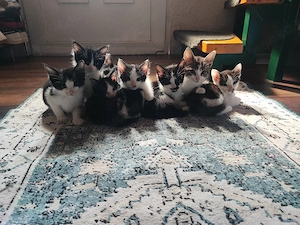 Katzen Babys