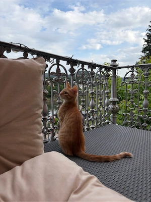 kitten sucht liebevolles zuhause sofort abgabebereit 