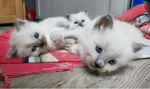 Heilige Birma Kätzchen Birmakatzen Kitten 