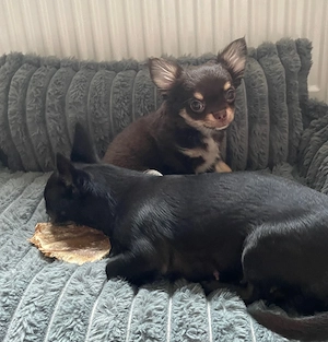 Reinrassiger Chihuahua Welpe Rüde auszugsbereit 