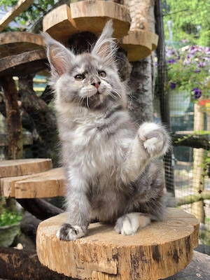 Maine Coon Nachwuchs mit Stammbaum 
