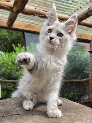 Maine Coon Kater mit Stammbaum,  abgabebereit 